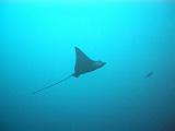 Maldive - Antonio - 20